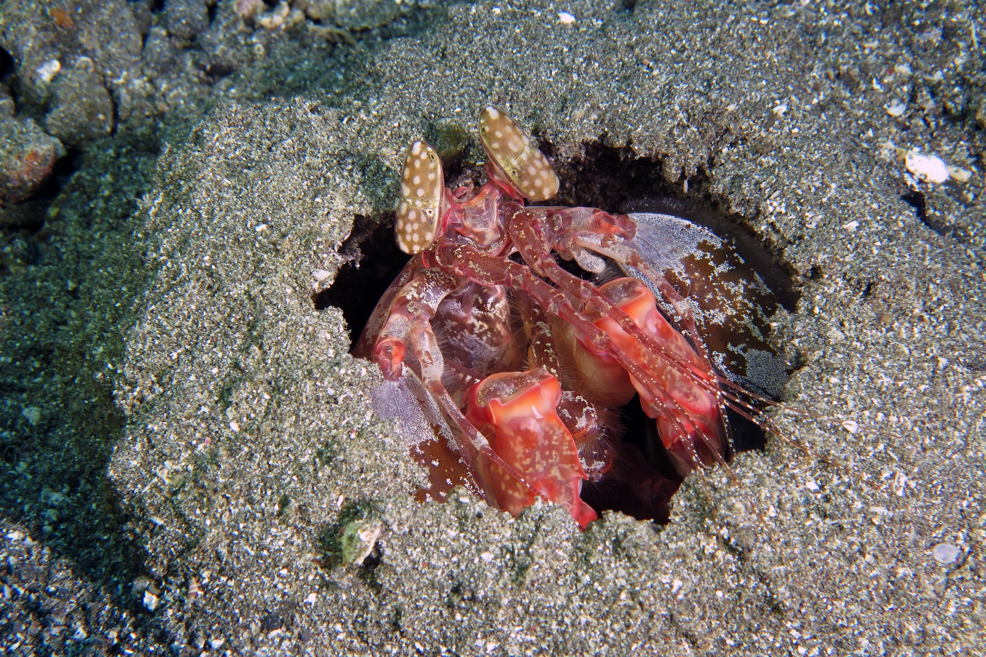 Lysiosquilla lisa