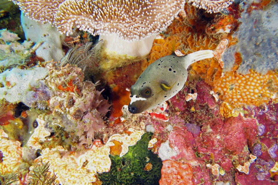 Arothron nigropunctatus