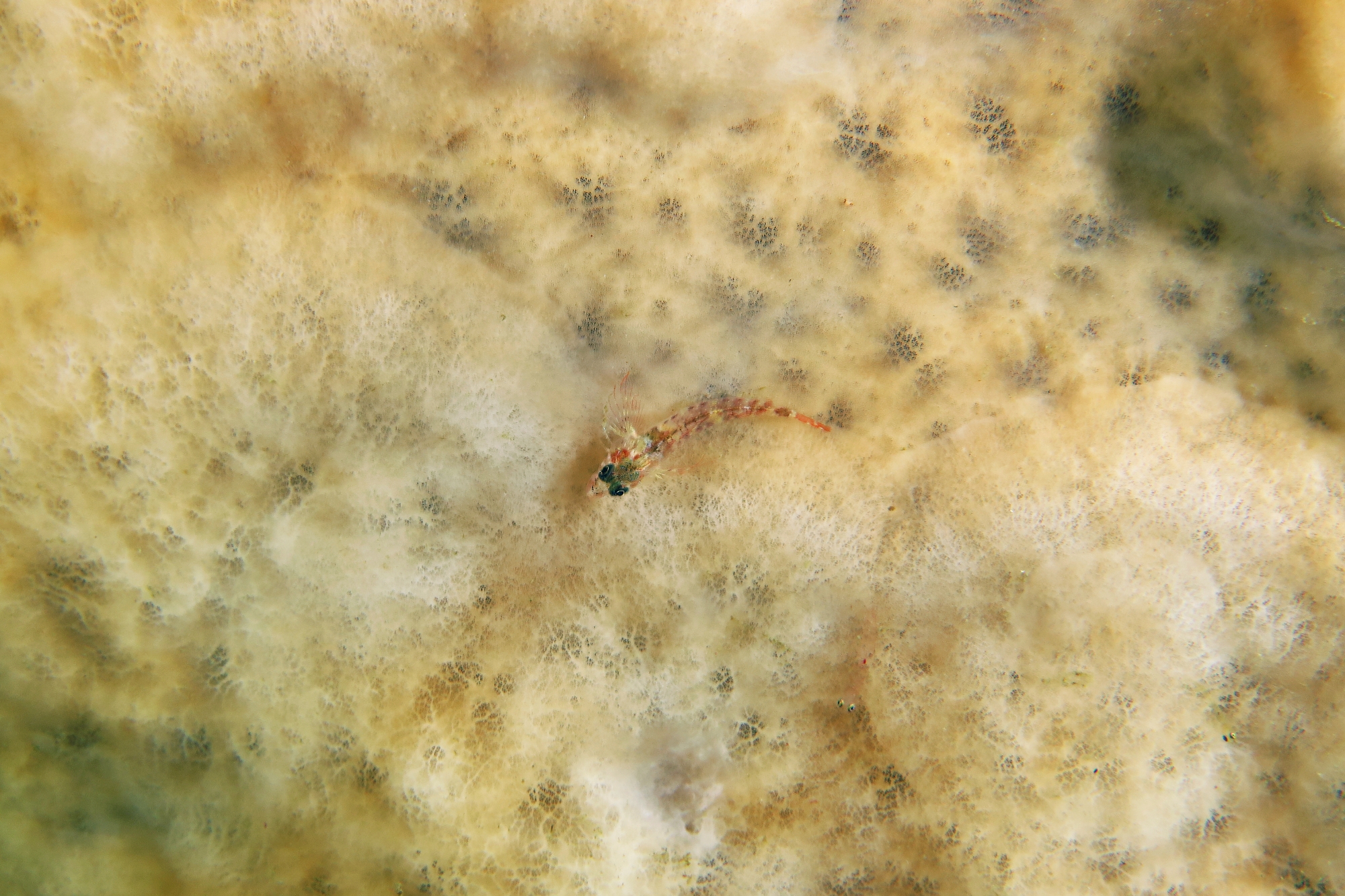 Enneapterygius nanus