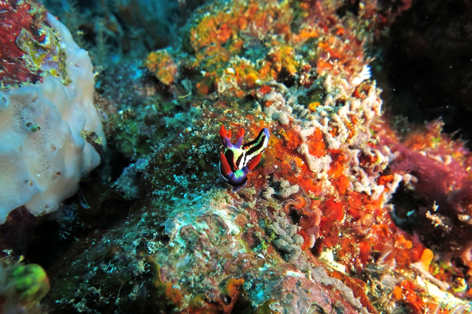 Nembrotha aurea