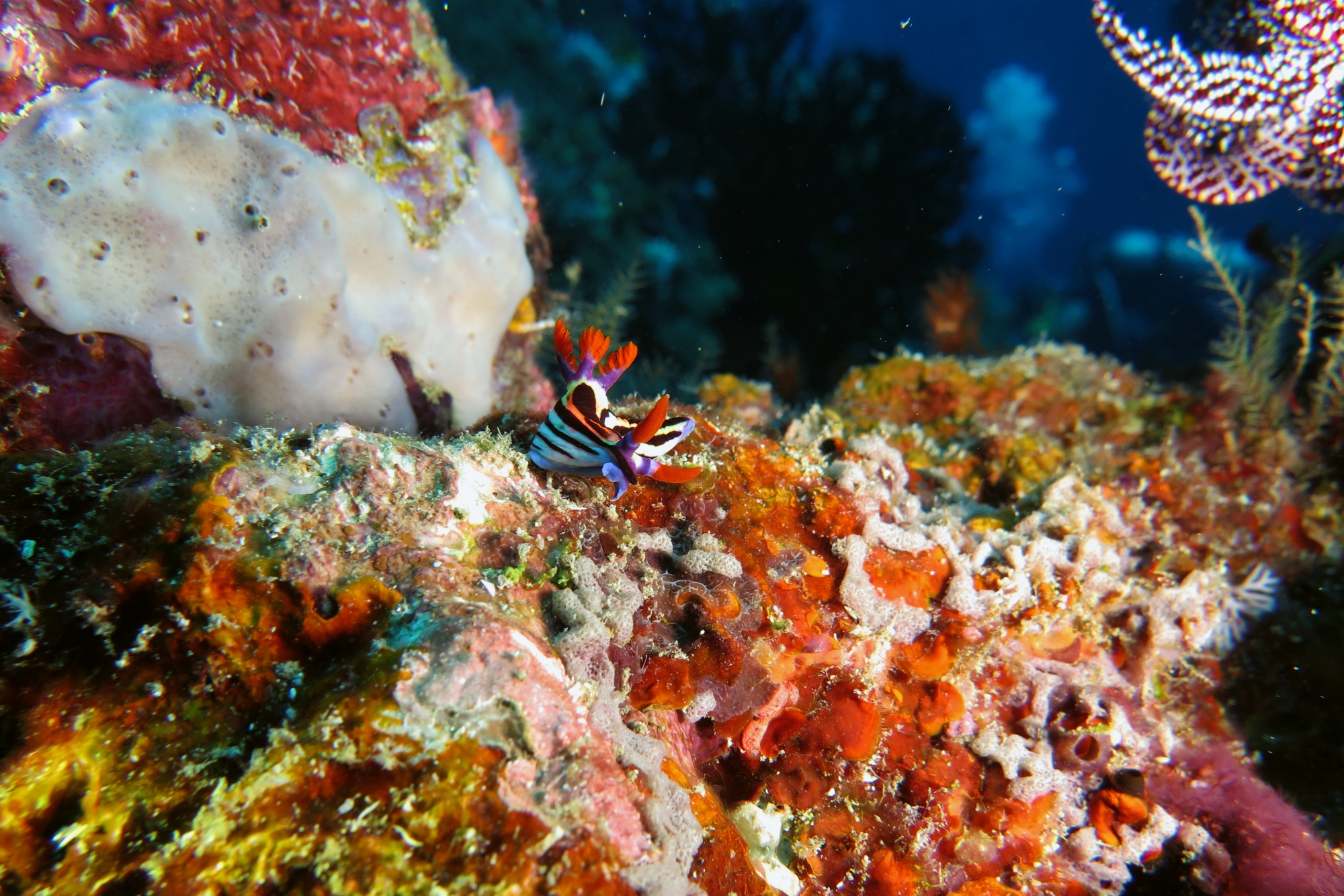 Nembrotha aurea