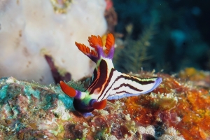 Nembrotha aurea