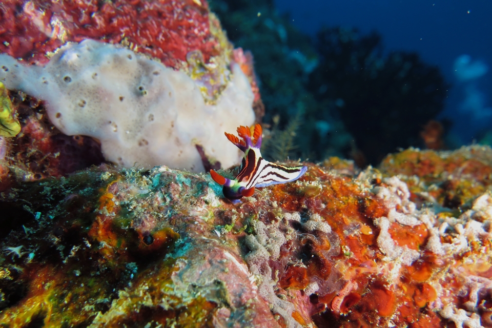 Nembrotha aurea