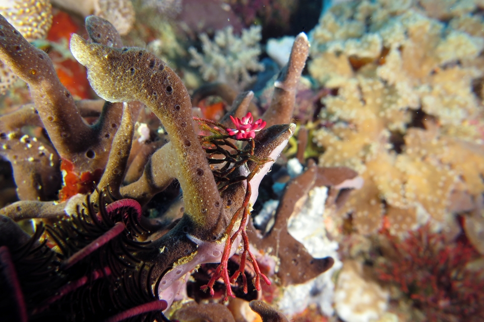 Okenia nakamotoensis, Tropidozoum cellariiforme