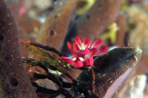 Okenia nakamotoensis, Tropidozoum cellariiforme