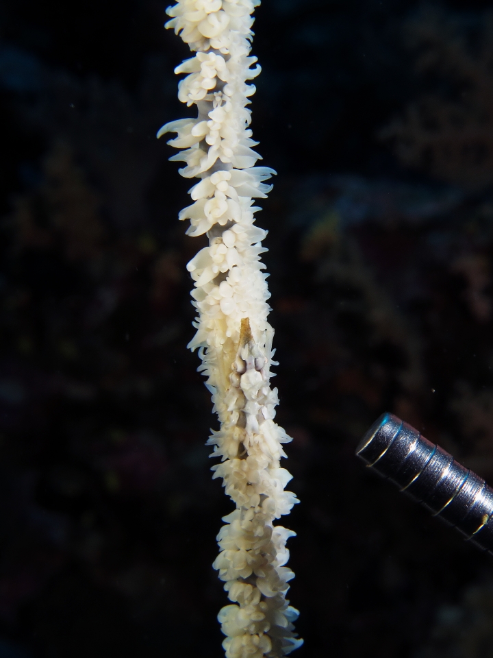 Xenocarcinus tuberculatus, Cirripathes sp