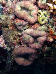 Lobophyllia hemprichii