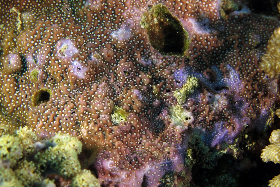 Montipora sp voir Montipora nodosa