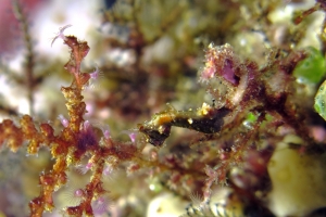 Hippocampus severnsi, Hydraire, Atriolum robustum