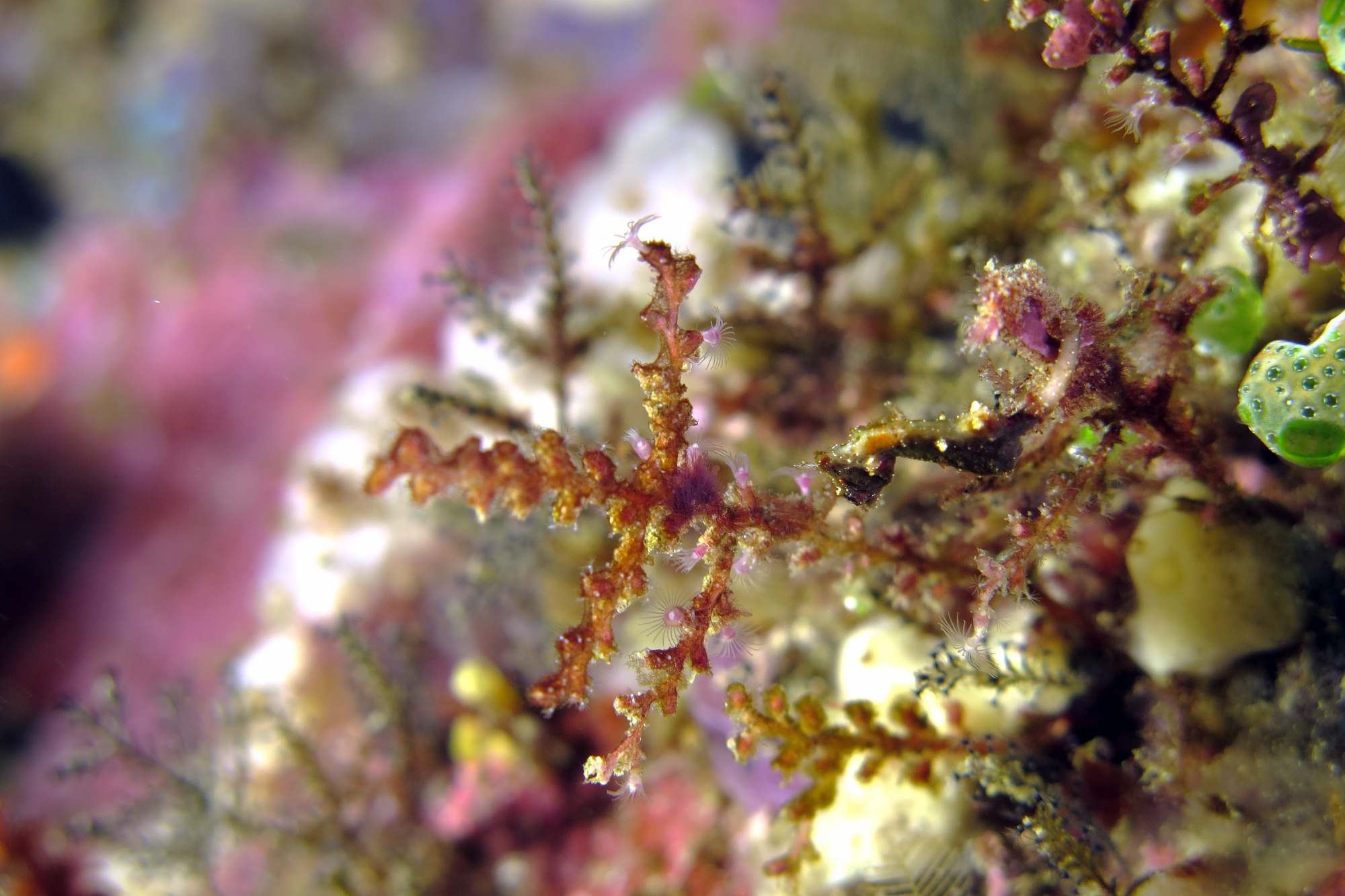 Hippocampus severnsi, Hydraire, Atriolum robustum