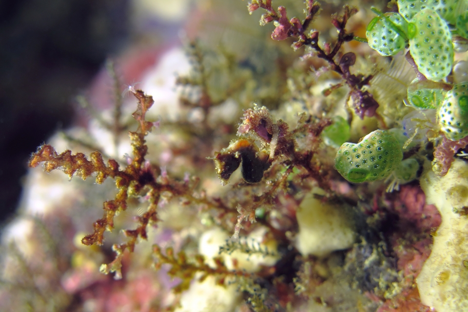 Hippocampus severnsi, Hydraire, Atriolum robustum