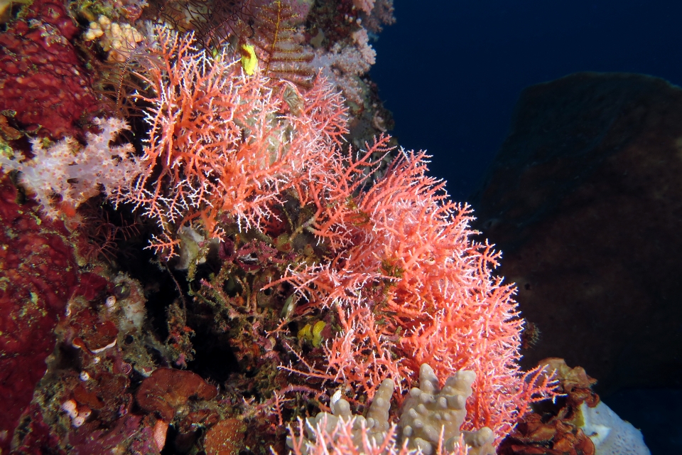 Stylaster sanguineus (elegans)