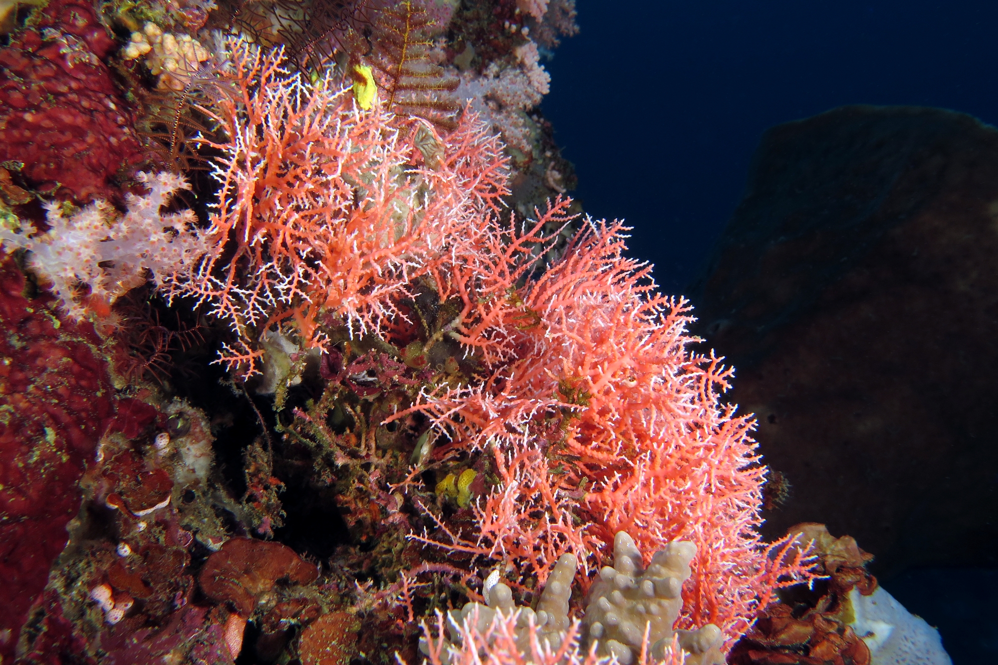 Stylaster sanguineus (elegans)