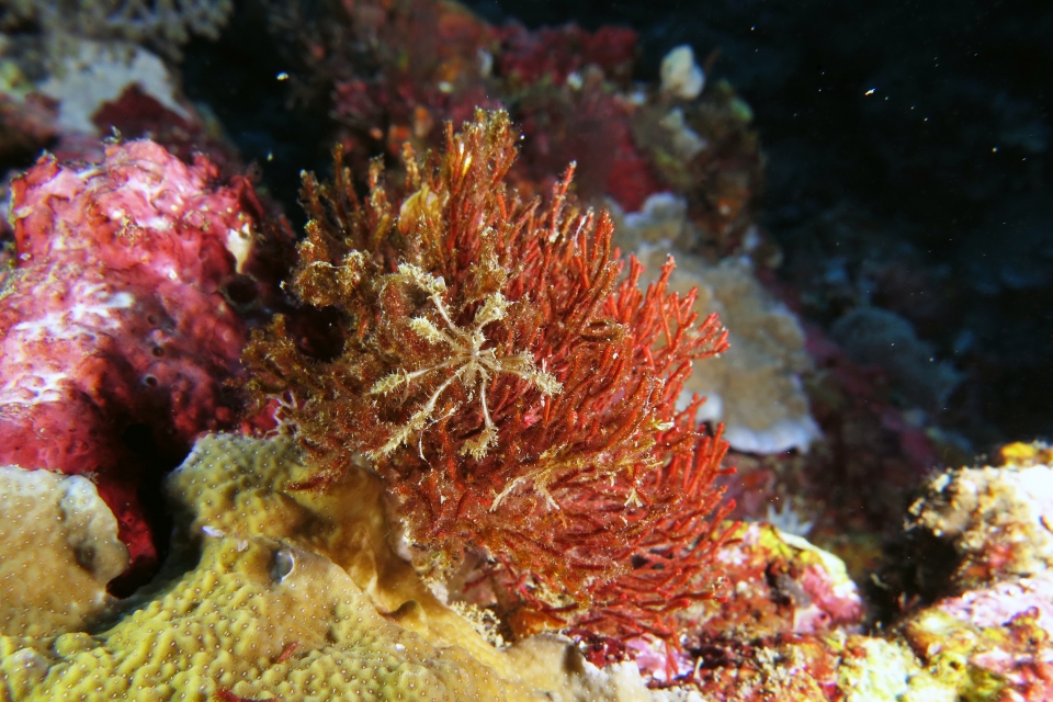Crabe araignée, Tropidozoum cellariiforme
