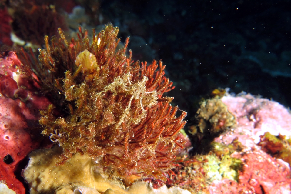 Crabe araignée, Tropidozoum cellariiforme