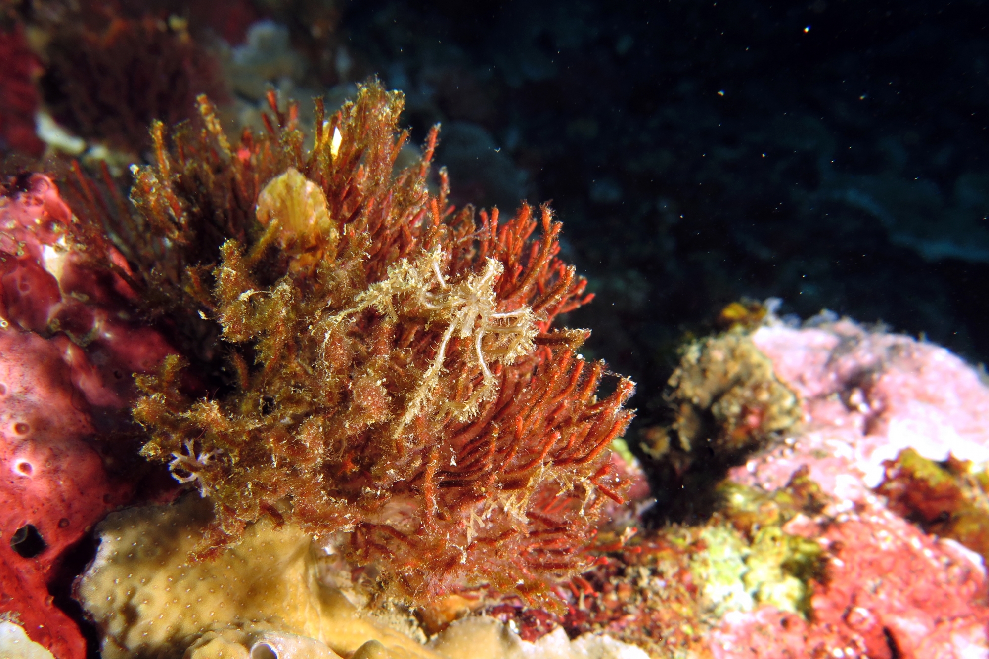 Crabe araignée, Tropidozoum cellariiforme