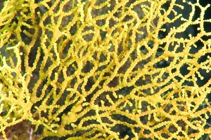 Gorgone jaune : Muricella plectana ?