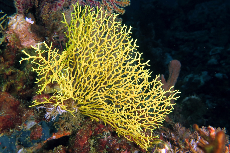 Gorgone jaune : Muricella plectana ?