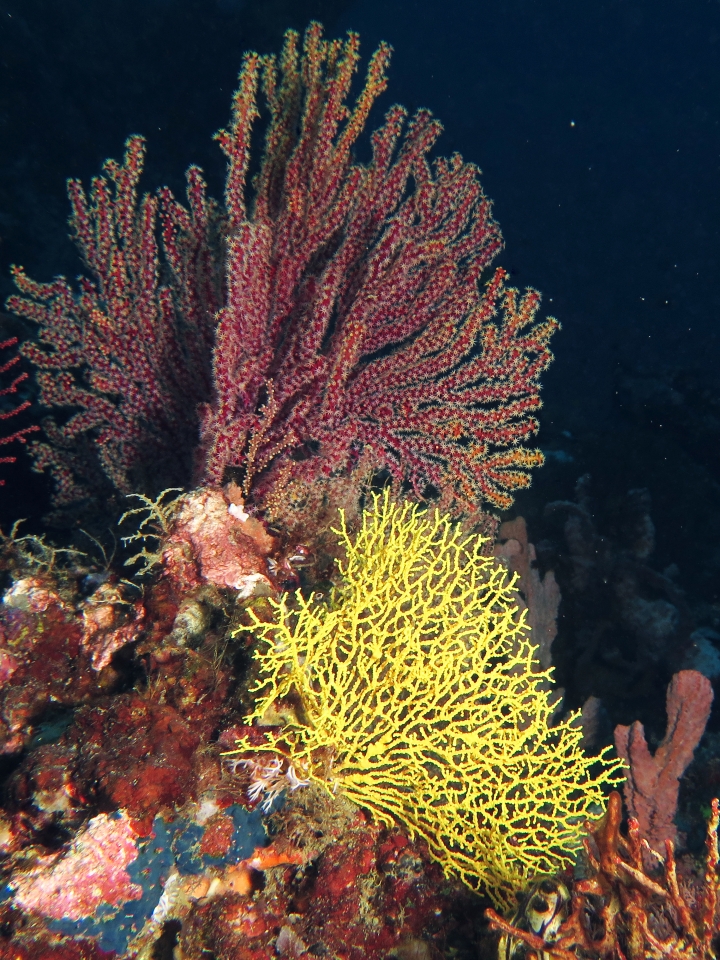 Acanthogorgia sp, Gorgone jaune : Muricella plectana ?