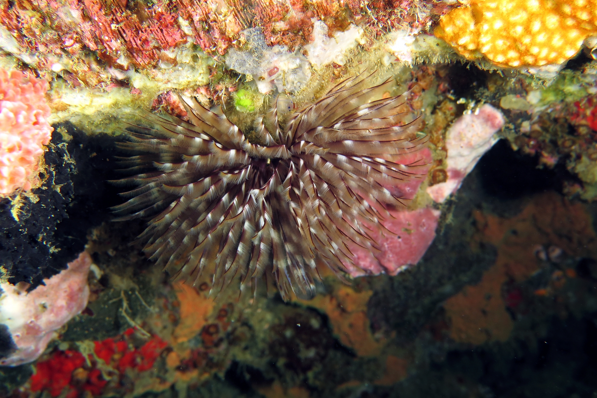 Sabellastarte sanctijosephi