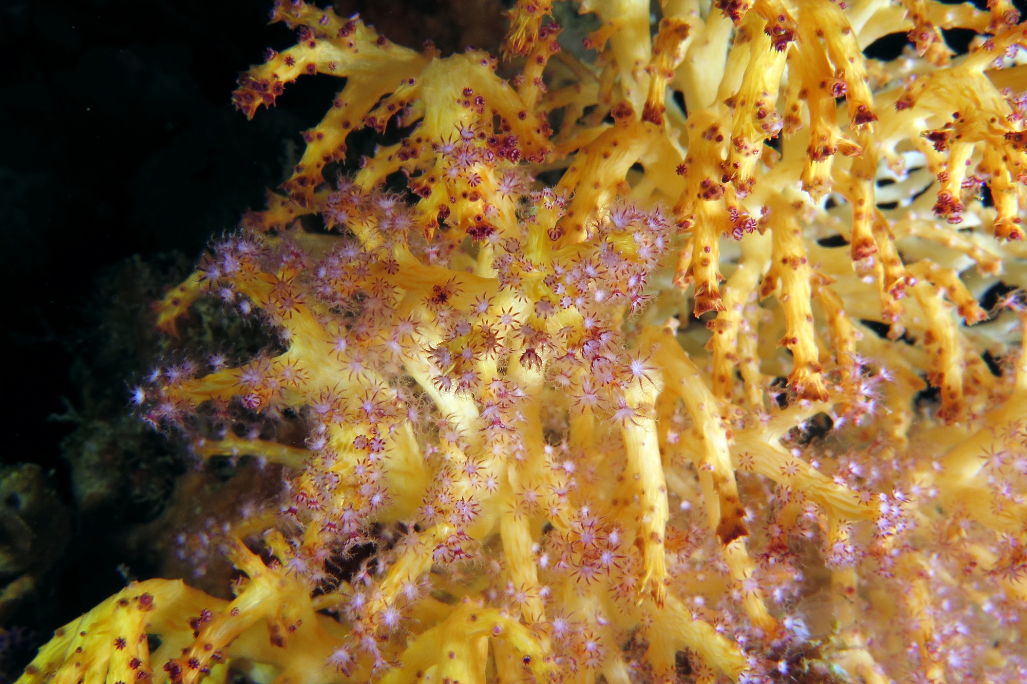 Chironephthya variabilis