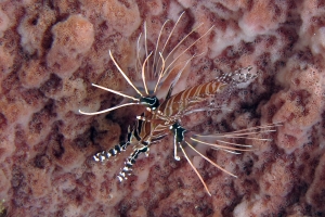 Pterois antennata