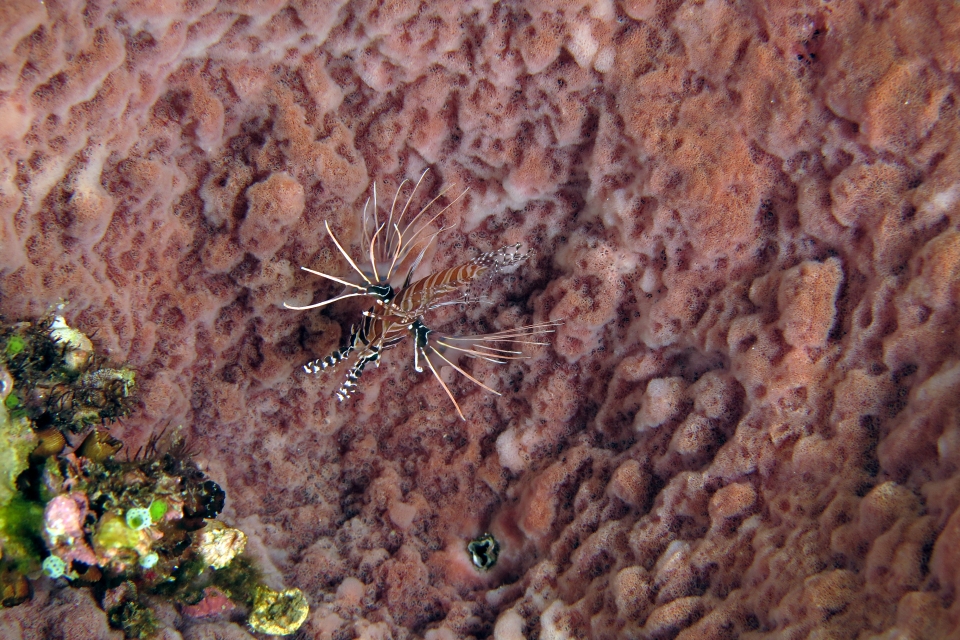 Pterois antennata