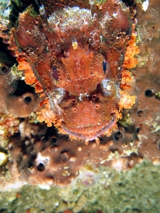 Scorpaenopsis oxycephala ou Scorpaenopsis venosa