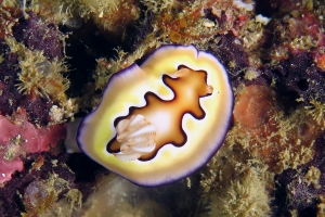 Goniobranchus coi