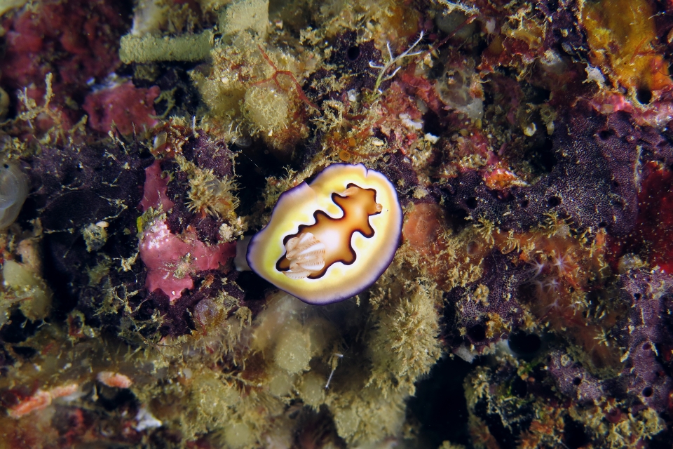 Goniobranchus coi