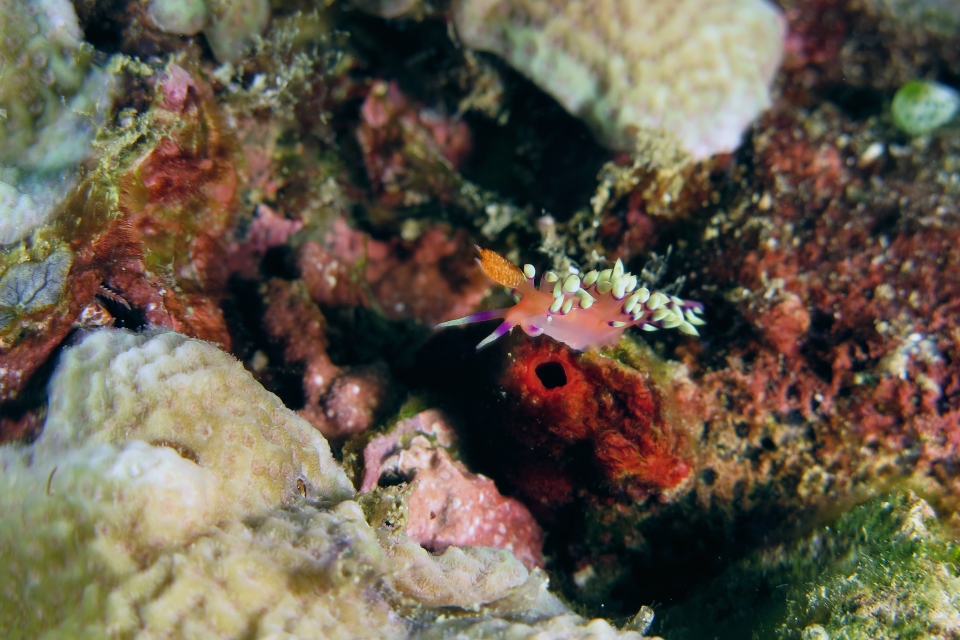 Flabellina exoptata