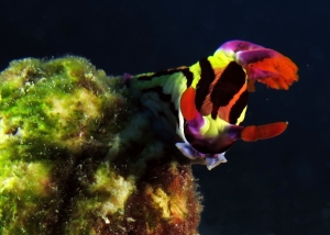 Nembrotha aurea, Atriolum robustum