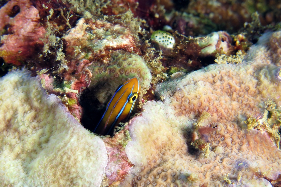 Plagiotremus rhinorhynchos