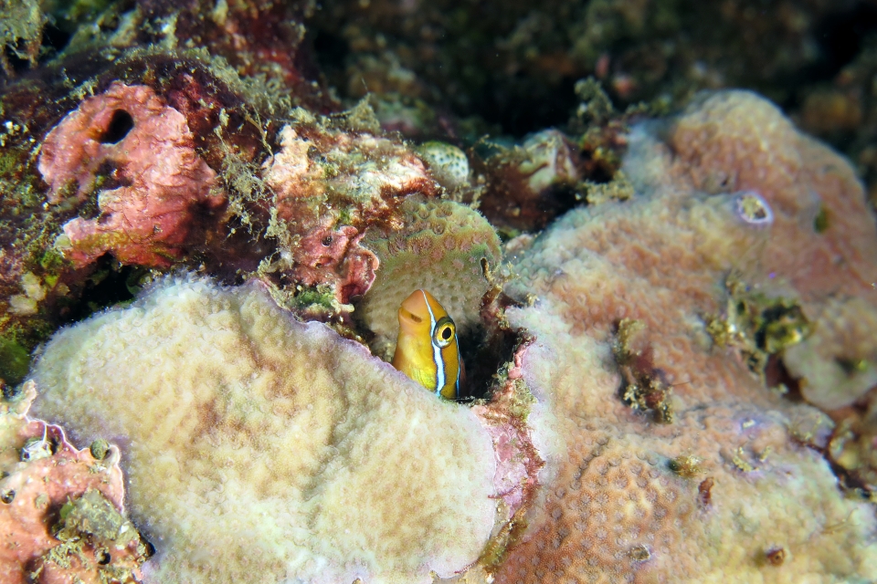 Plagiotremus rhinorhynchos