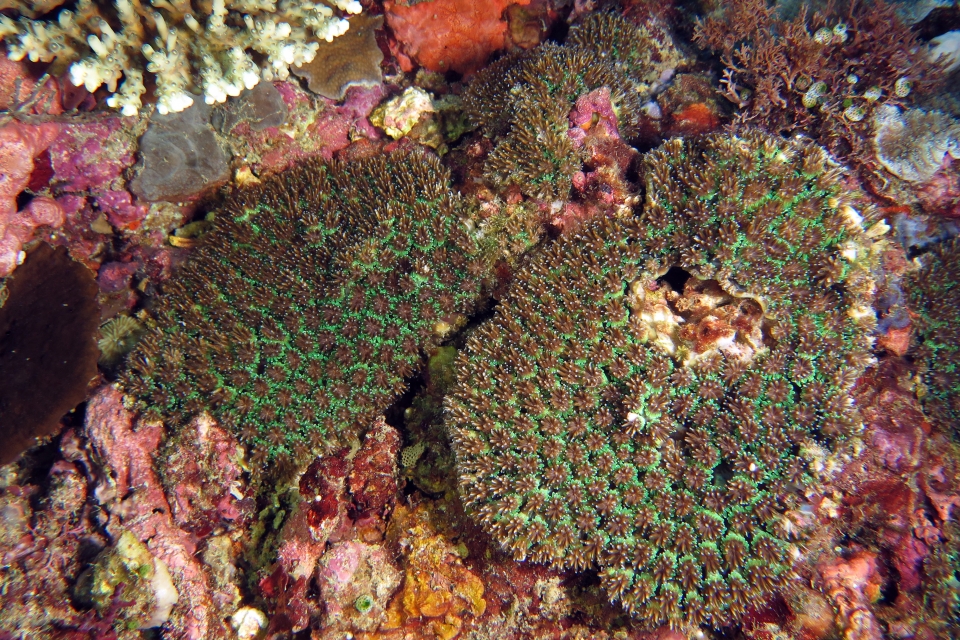 Galaxea fascicularis