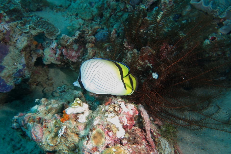 Chaetodon vagabundus