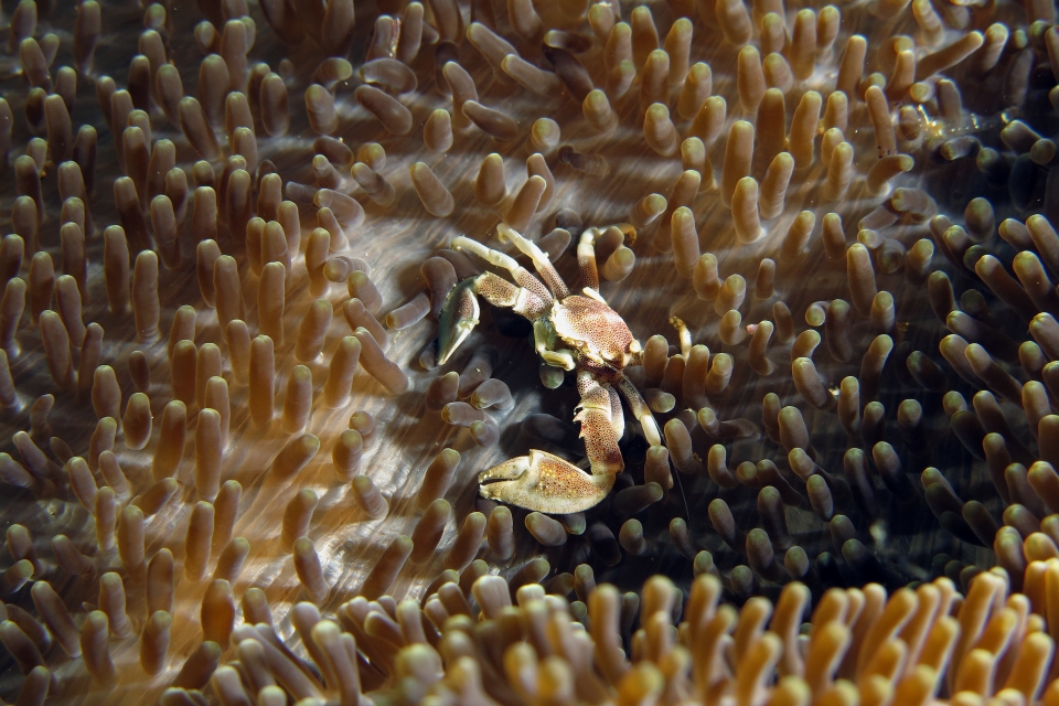 Neopetrolisthes maculatus, Cryptodendrum adhaesivum