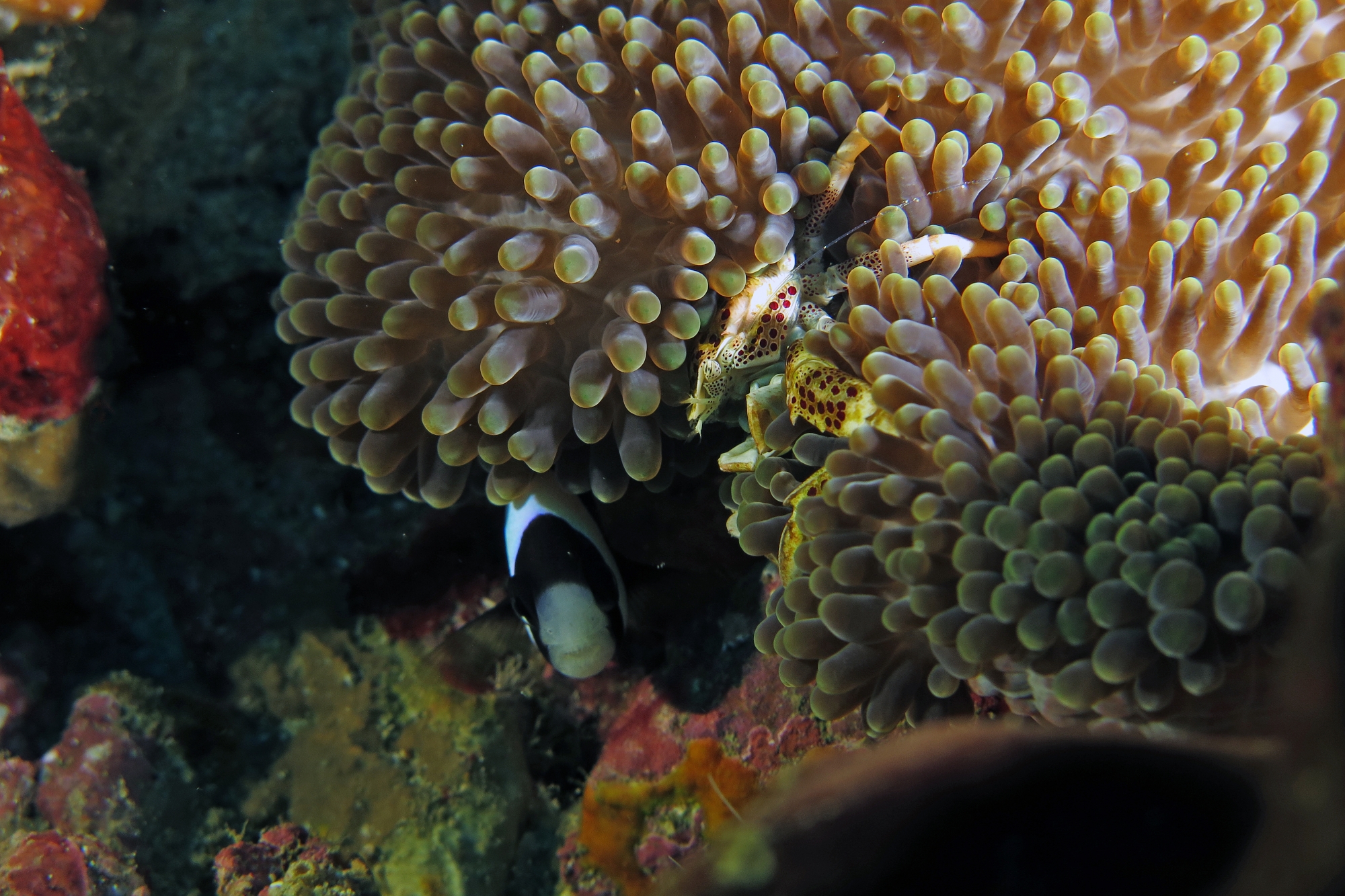 Neopetrolisthes ohshimai, Amphiprion clarkii, Stichodactyla mertensii