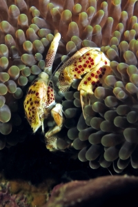 Neopetrolisthes ohshimai, Stichodactyla mertensii
