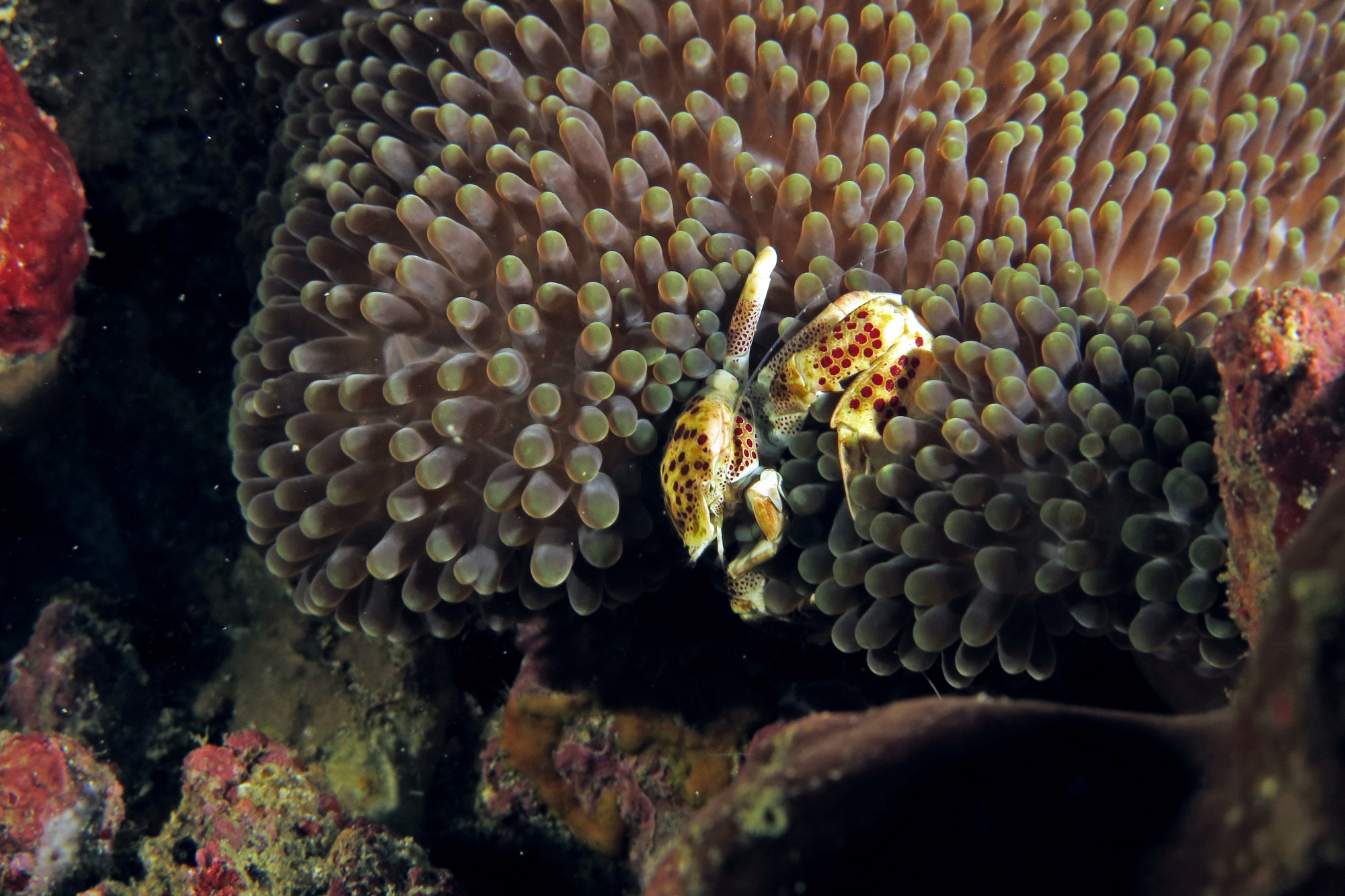 Neopetrolisthes ohshimai, Stichodactyla mertensii