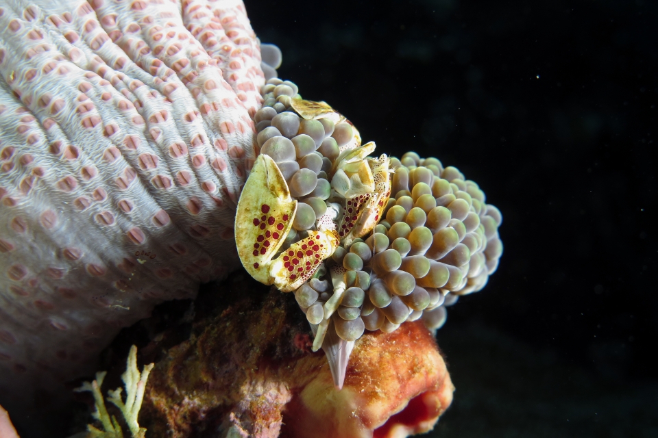 Neopetrolisthes ohshimai, Stichodactyla mertensii