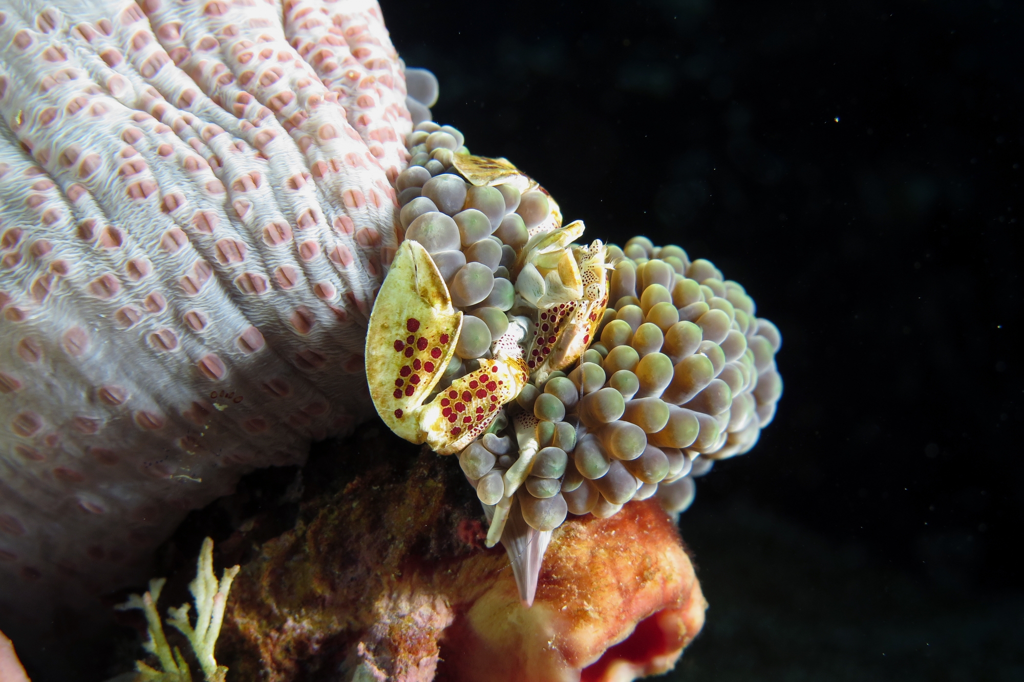 Neopetrolisthes ohshimai, Stichodactyla mertensii