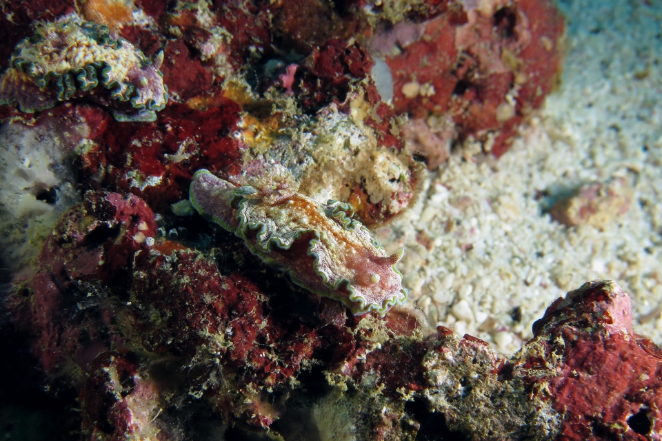Glossodoris cincta
