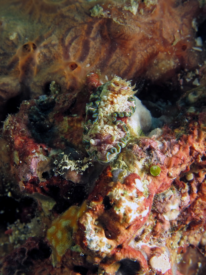 Glossodoris cincta