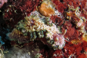 Glossodoris cincta