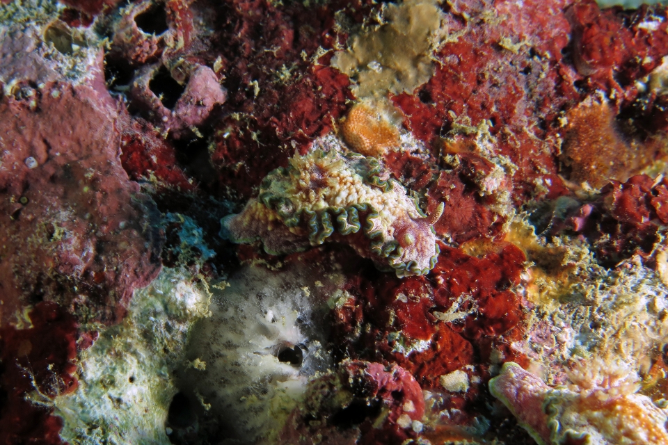 Glossodoris cincta