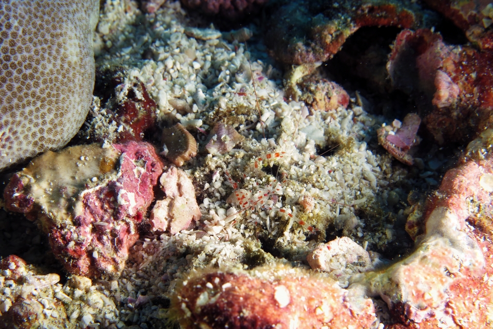Urocaridella sp.