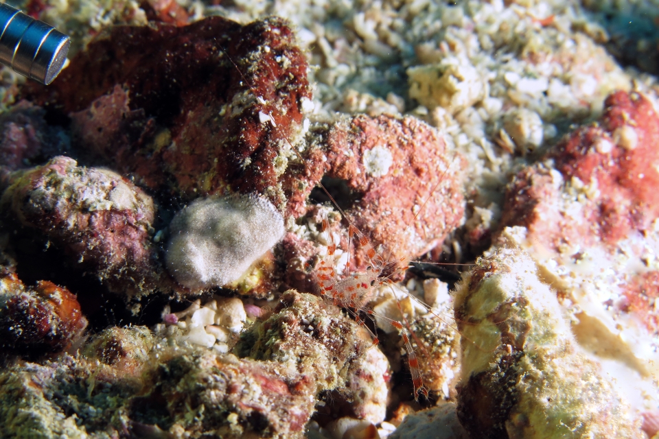 Urocaridella sp.