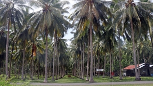 Plantation de cocotiers à côté de la réserve