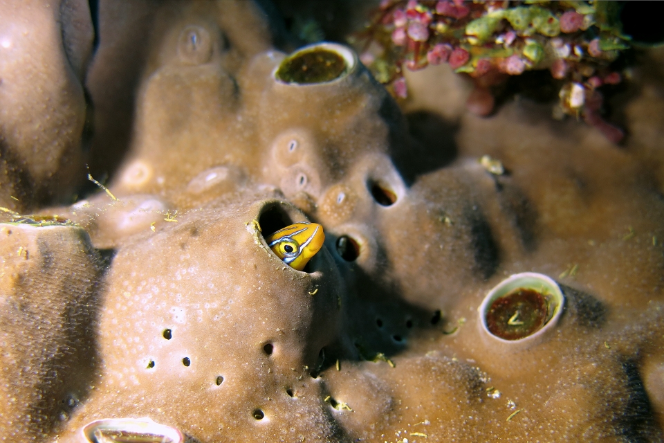 Plagiotremus rhinorhynchos